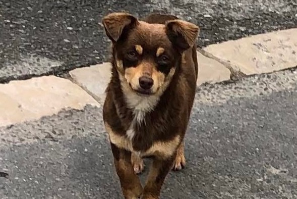 Alerte Découverte Chien Femelle Floirac France