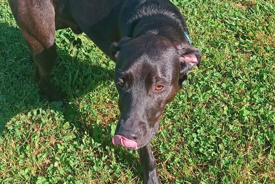 Alerte Découverte Chien  Mâle Bétaille France