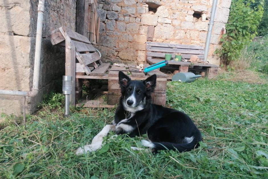 Alerte Disparition Chien Femelle , 1 ans Cœur de Causse France Alerte Disparition Chien Femelle , 1 ans Cœur de Causse France