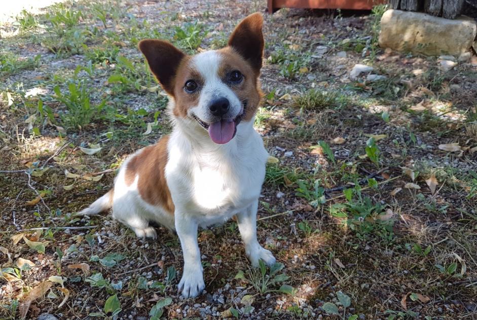 Alerte Découverte Chien croisement Mâle Bélaye France Alerte Découverte Chien croisement Mâle Bélaye France