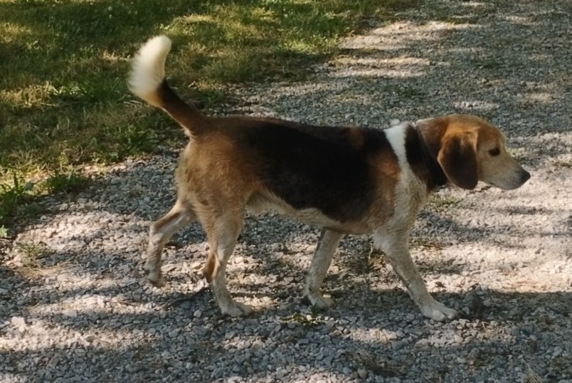 Alerte Découverte Chien croisement  Mâle Saint-Sozy France