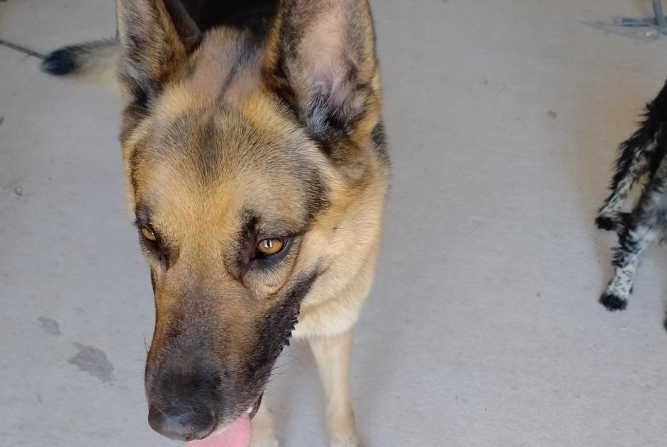 Avviso Ritrovamento Cane Maschio Payrignac Francia Avviso Ritrovamento Cane Maschio Payrignac Francia